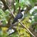 Pied Cuckoo
